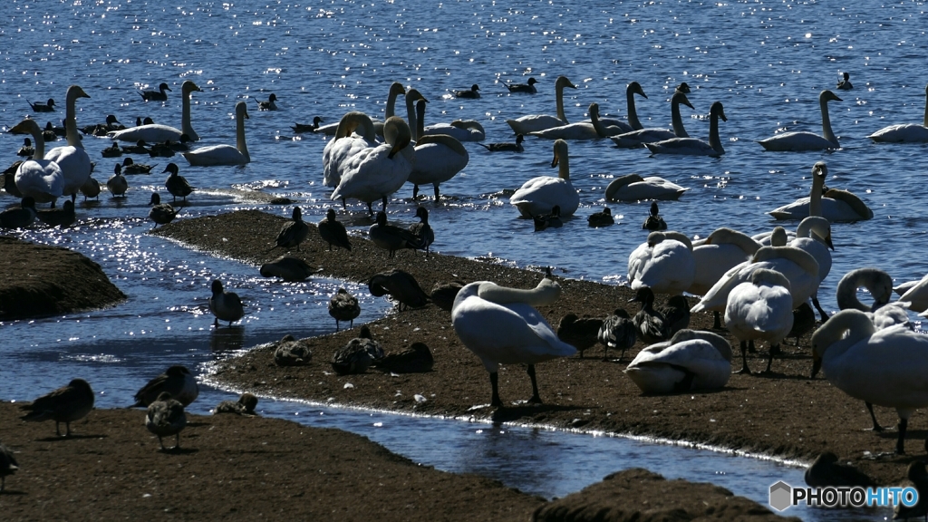 1210018@猪苗代湖