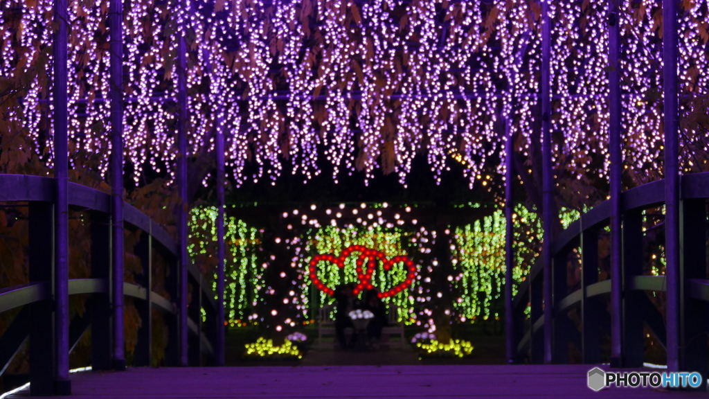 圧倒的な藤棚　４