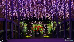 圧倒的な藤棚　４