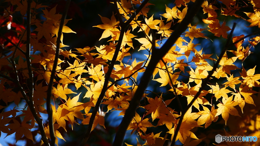 観音沼森林公園 6