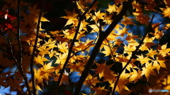 観音沼森林公園 6