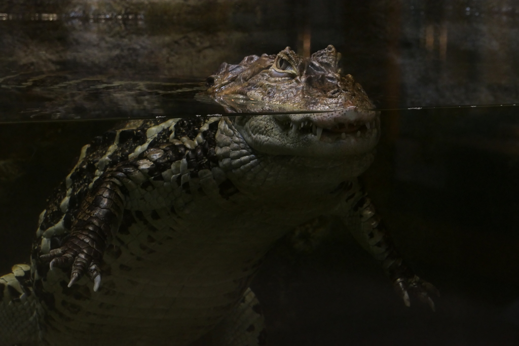 ゴジラに似てる