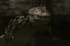 ゴジラに似てる