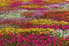 花花花