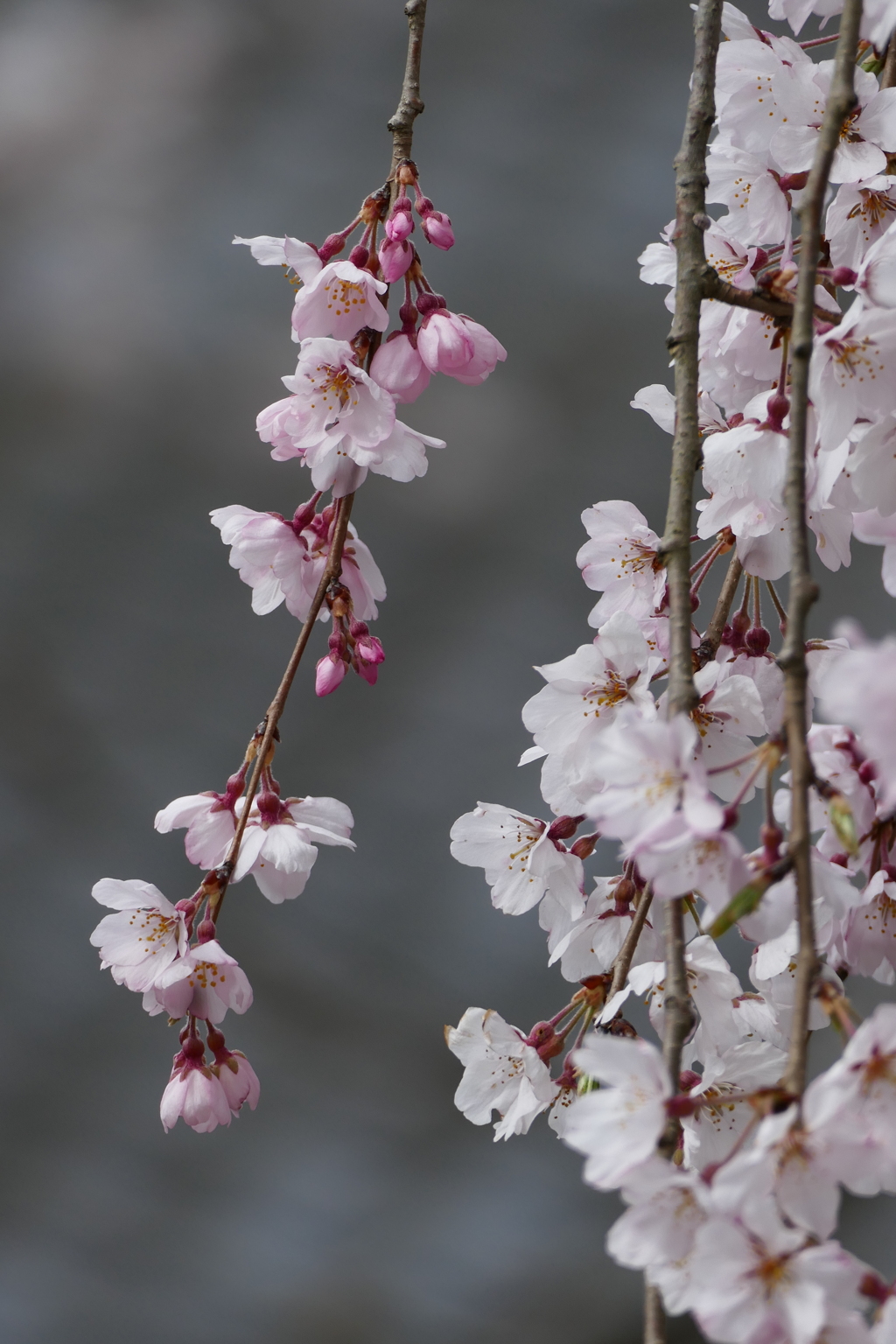 しだれ桜