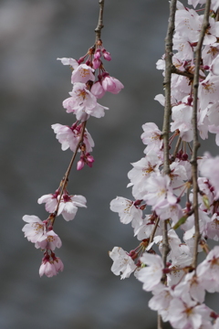 しだれ桜