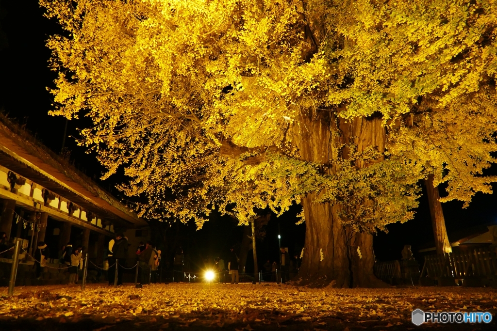 長床大イチョウ ５