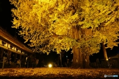 長床大イチョウ ５