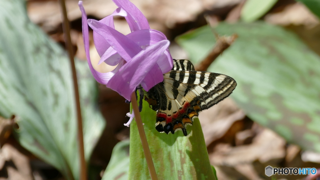 ヒメギフチョウ