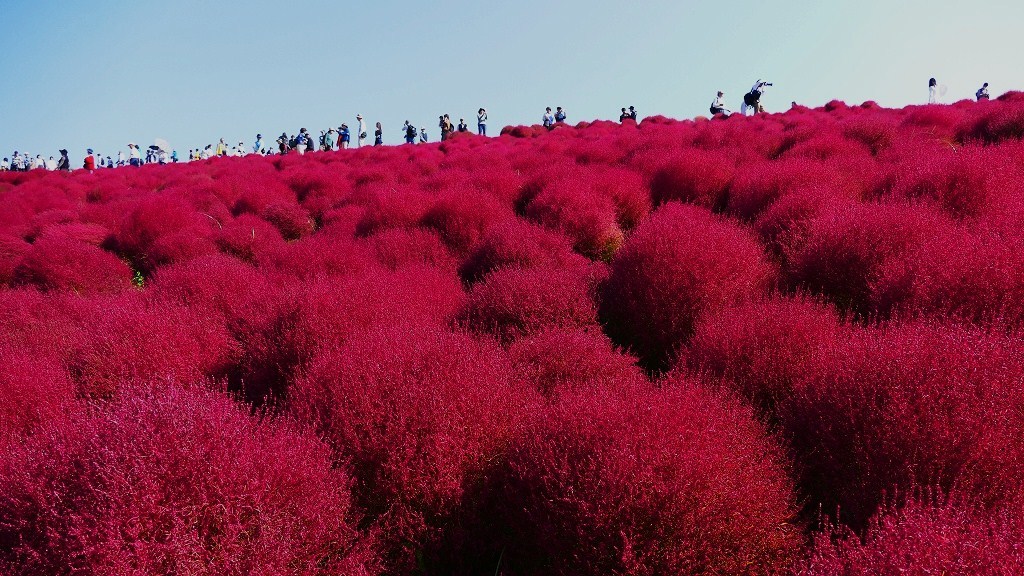 P1150932　＠ひたちなか海浜公園