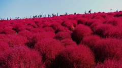 P1150932　＠ひたちなか海浜公園