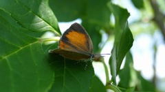 チョウセンアカシジミ