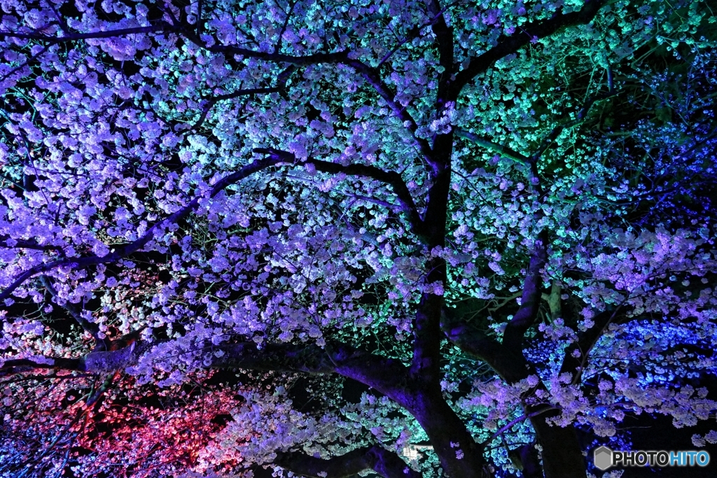 夜の小田原城１２