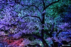 夜の小田原城１２