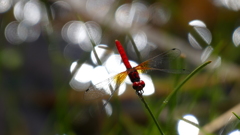 日本最小トンボ『ハッチョウトンボ』