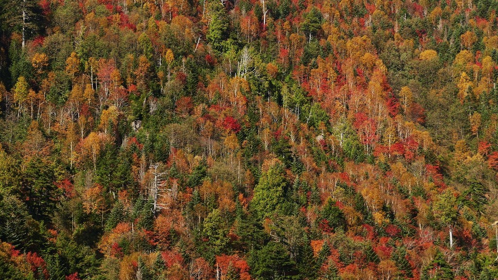 P1150205　奥日光