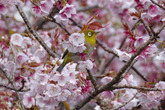 桜に埋もれて