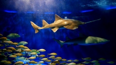 1180710油壺水族館