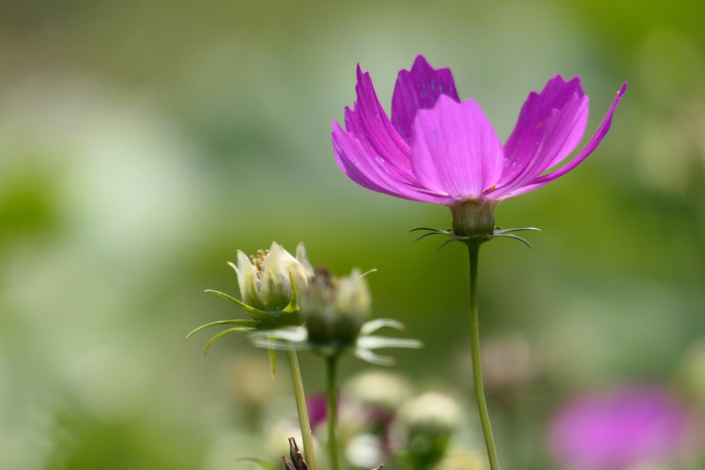 秋桜オリジナル