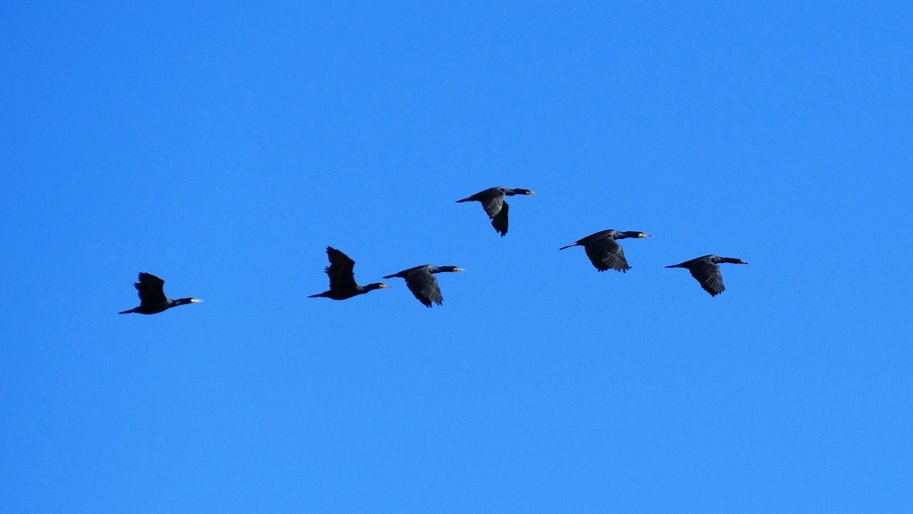 P1160687@白河市南湖