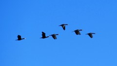 P1160687@白河市南湖