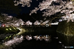 鶴ヶ城満開 その３