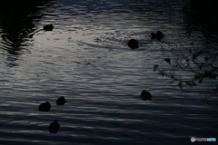 早く寝なさい！