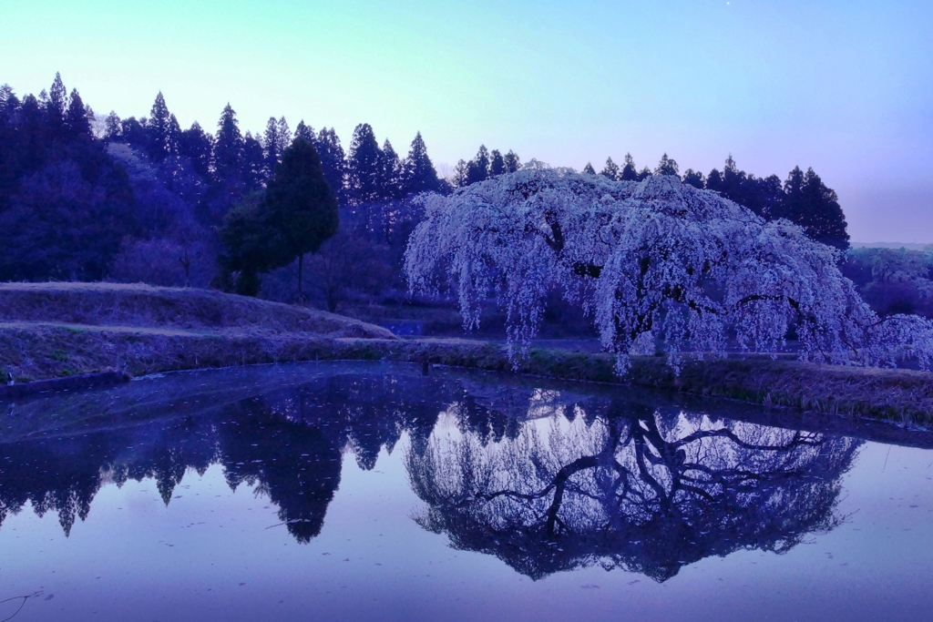 花園しだれ桜２