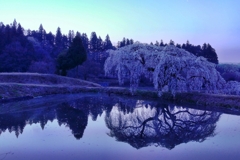 花園しだれ桜２