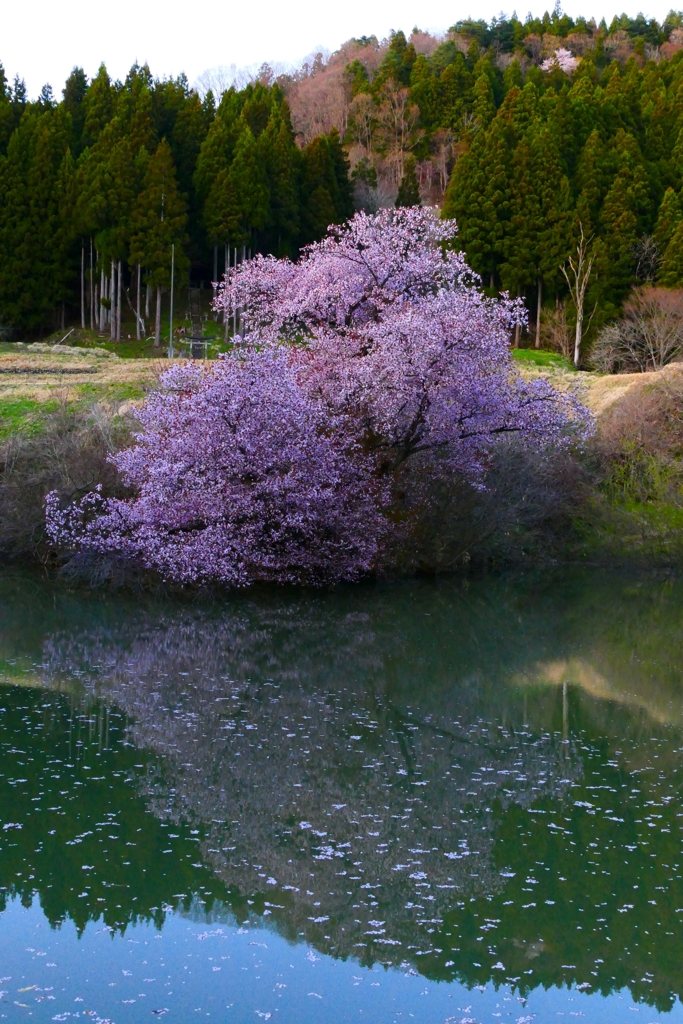 一ノ木　鏡桜　昼バージョン