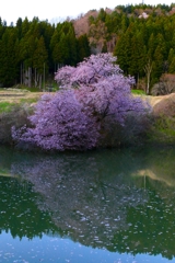 一ノ木　鏡桜　昼バージョン