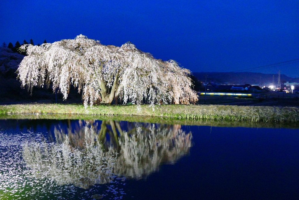 花園しだれ桜