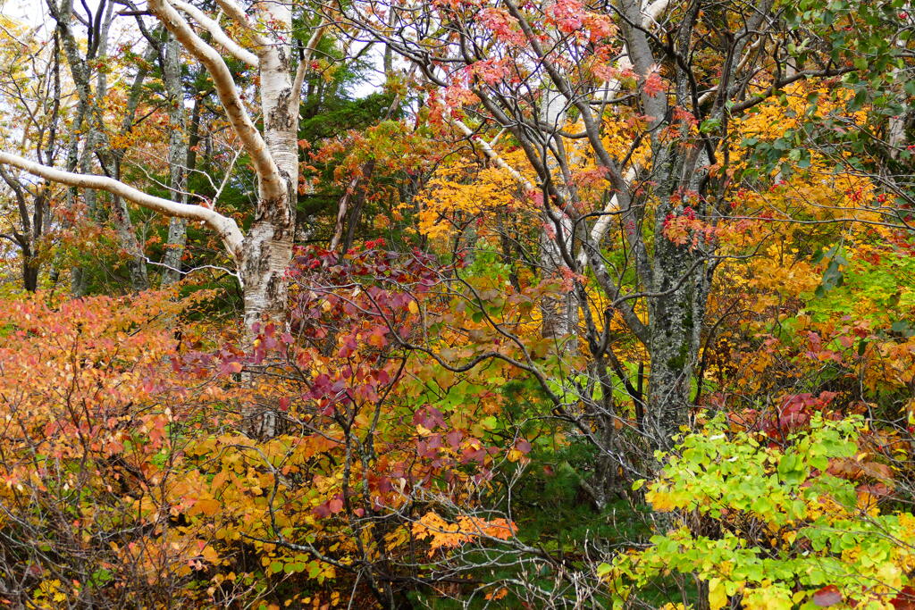 磐梯吾妻スカイライン５