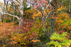 磐梯吾妻スカイライン５