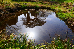 外大野のしだれ桜２