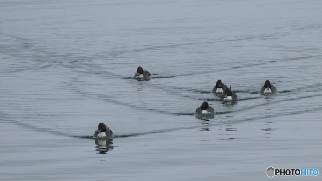 カモチック艦隊