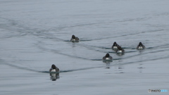 カモチック艦隊