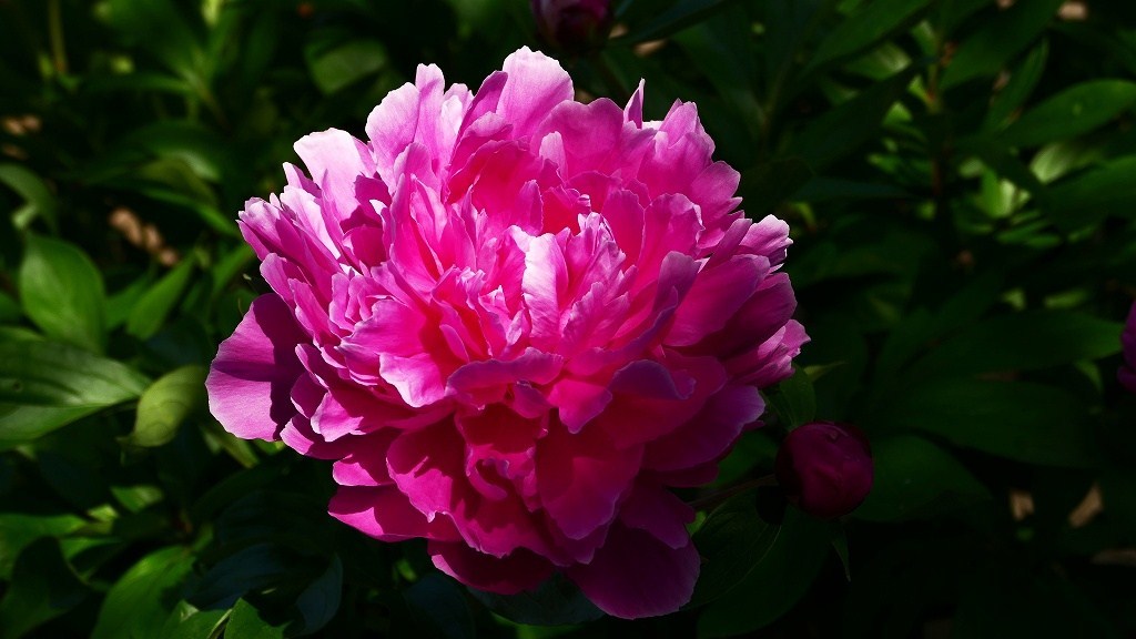 近所散策０５２８