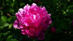 近所散策０５２８