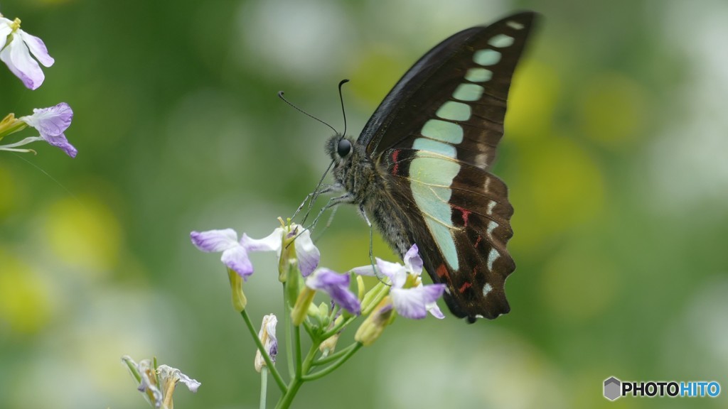 アオスジアゲハ