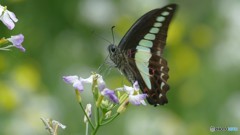 アオスジアゲハ