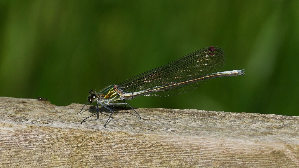 イトトンボの一種