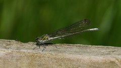 イトトンボの一種