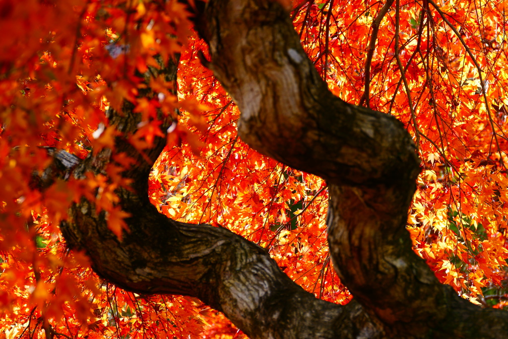 シダレモミジ２