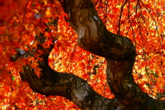 シダレモミジ２