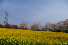 菜の花と桜２