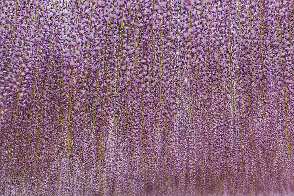 あしかがフラワーパーク１３