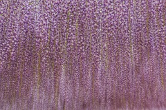 あしかがフラワーパーク１３