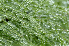 雨上がりの宝石