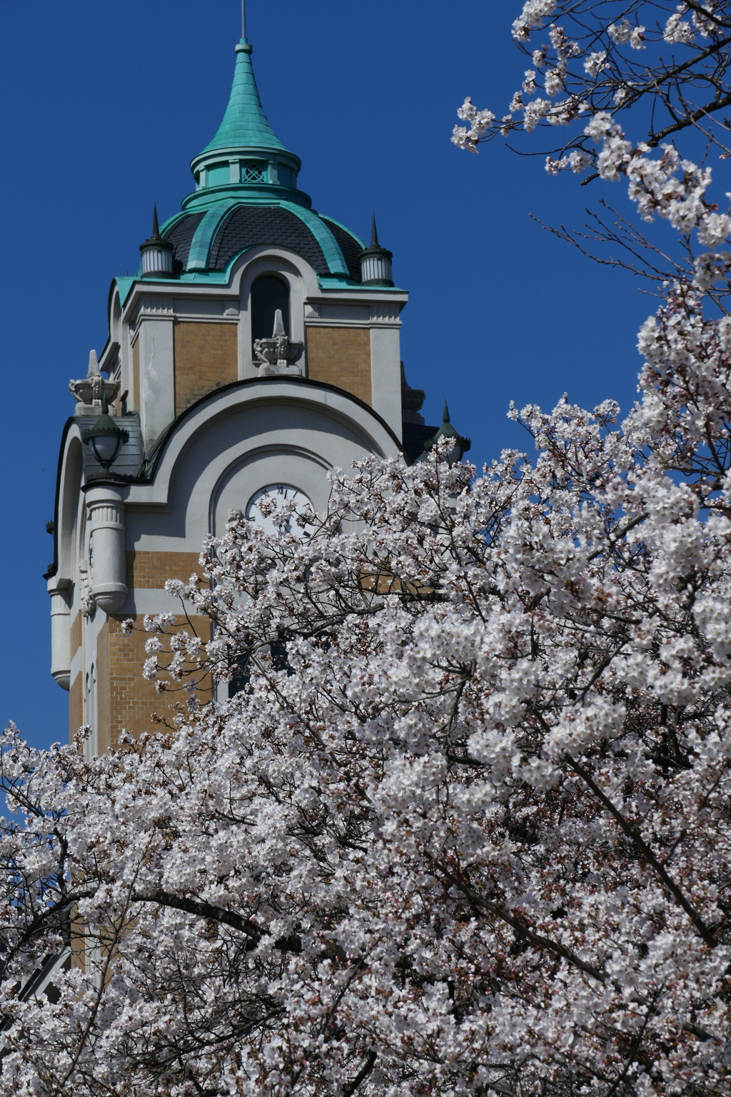 桜と公会堂